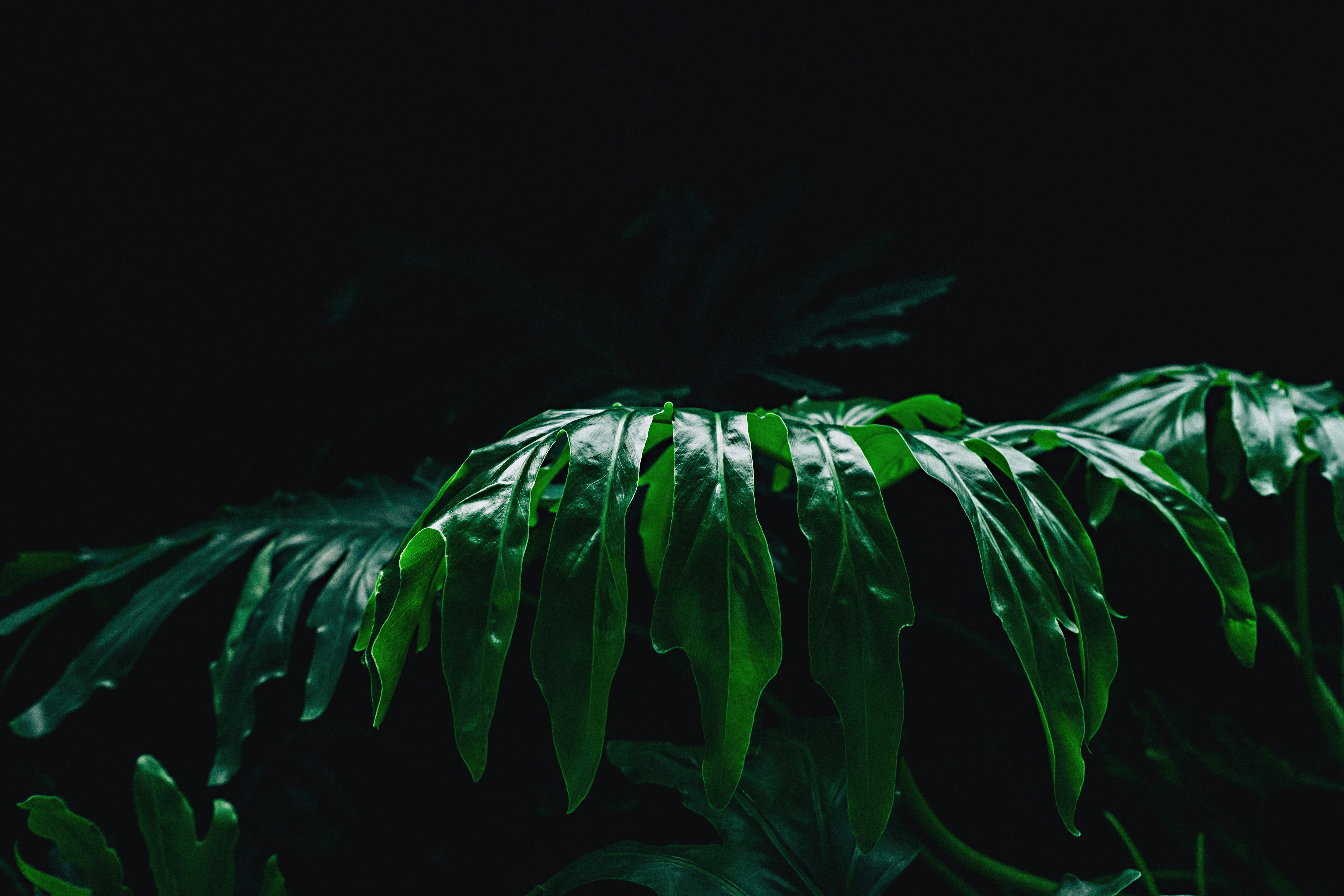 close up photo of green leaf plant